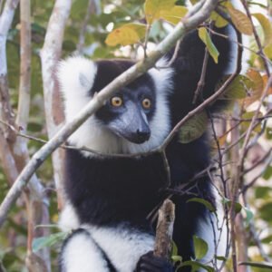 Canopy Watcher