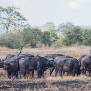 Wild Gathering