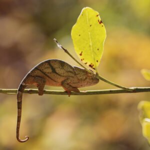 Hidden Harmony