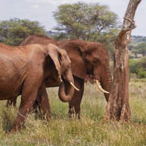 Silent Companions