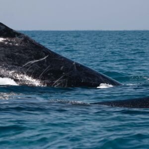 Whale Breach