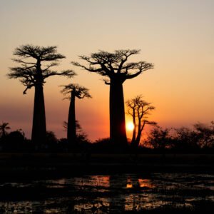 Twilight Baobabs