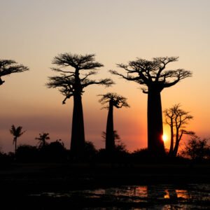 Baobab Sunset